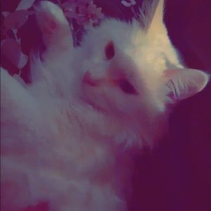 Meet your Posher, Patience